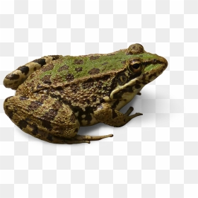 Swamp Frog Transparent Background, HD Png Download - fundo transparente png