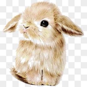 Cute Bunny, HD Png Download - kawaii bunny png