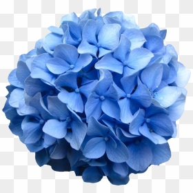 Transparent Flowers Png Tumblr - Hydrangea Flower Png, Png Download - roses png tumblr