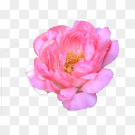 Common Peony, HD Png Download - watercolor peonies png