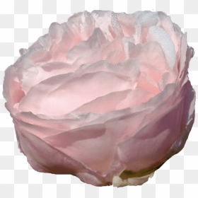 Garden Roses, HD Png Download - watercolor peonies png