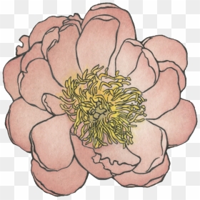 Peony , Watercolor And Ink , Png Download - Common Zinnia, Transparent Png - watercolor peonies png