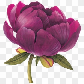 Element Pinterest Flowers Watercolor - Botanical Illustration Peony Drawing, HD Png Download - watercolor peonies png