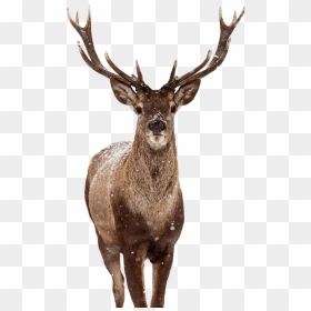 Stag Png Photo Background - Deer Poster, Transparent Png - stag png
