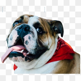 Creative Juice - Olde English Bulldogge, HD Png Download - crazy person png