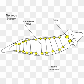 Planaria Nervous - Illustration, HD Png Download - nervous png