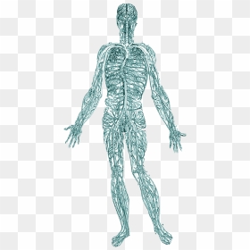 When Remove Trauma From The Body, It Helps Regulate - Venous System Vesalius, HD Png Download - nervous png