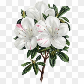 The Biodiversity Heritage Library Works Collaboratively - Botanical Illustration, HD Png Download - azalea png