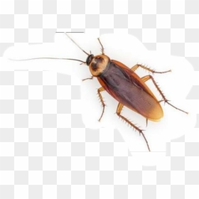 Cucaracha , Png Download - Cucaracha Sticker, Transparent Png - cucaracha png
