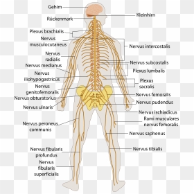 File Te Nervous System - Structures In Central Nervous System, HD Png Download - nervous png