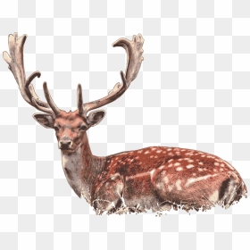 Deer Laying Down Png, Transparent Png - stag png