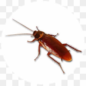 Roaches Don"t Die - Weevil, HD Png Download - cucaracha png