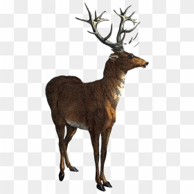 Stag Png Free Images - Red Deer Clipart, Transparent Png - stag png