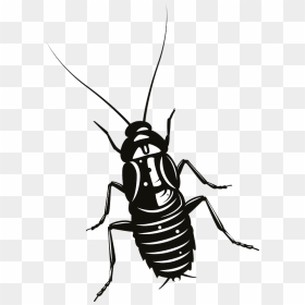 Cockroach Clipart - Cockroach Vector, HD Png Download - cucaracha png