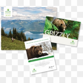 Grizzly Bear , Png Download - Portable Network Graphics, Transparent Png - grizzly png