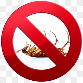 Cucaracha Muerta Patas Arriba Clipart , Png Download - Kecoa Terbalik, Transparent Png - cucaracha png