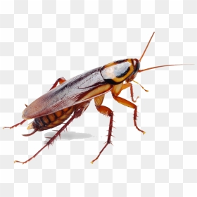 German Cockroach Insect Pest Control - Insects Of Sri Lanka, HD Png Download - cucaracha png