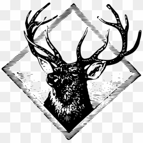 Stag - Rusa Png, Transparent Png - stag png