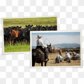 The Ranch Established In 1864 - Stallion, HD Png Download - ranch png
