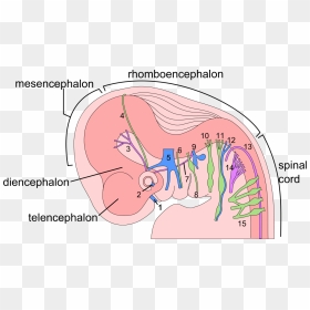 6 Week Human Embryo Nervous System - Brain Human Embryo 6 Weeks, HD Png Download - nervous png