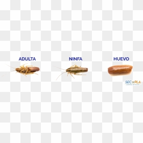 Webbing Clothes Moth, HD Png Download - cucaracha png