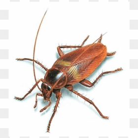Cucaracha - Cockroach, HD Png Download - cucaracha png