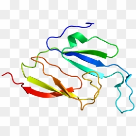 Protein Mvp Pdb 1y7x - Illustration, HD Png Download - mvp png