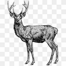 Line Art,wildlife,musk Deer - Coloring Book, HD Png Download - stag png