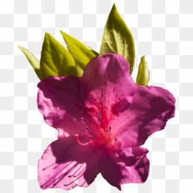 Home - Alstroemeriaceae, HD Png Download - azalea png