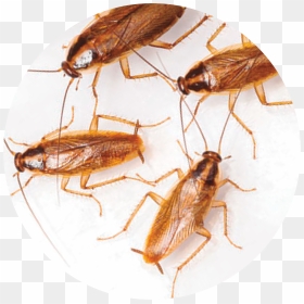 Cockroach, HD Png Download - cucaracha png