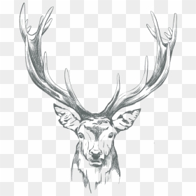 English Stag - Sketch, HD Png Download - stag png