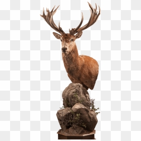 Antler, HD Png Download - stag png