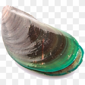 Mussel Png Transparent Picture - Mussel, Png Download - opal png