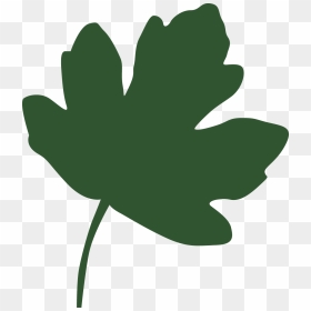 Field Maple Leaf Clipart, HD Png Download - unknown png
