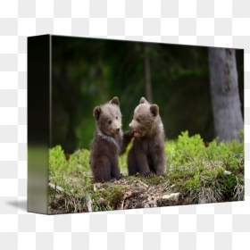 Transparent Bear Cub Clipart - Cute Baby Bear Cubs, HD Png Download - grizzly png