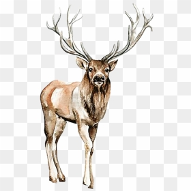 #watercolor #handpainted #deer #stag #nature #animal - Sticker, HD Png Download - stag png