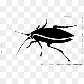 Weevil, HD Png Download - cucaracha png
