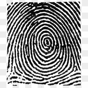 Whorl Fingerprint, HD Png Download - thumb print png