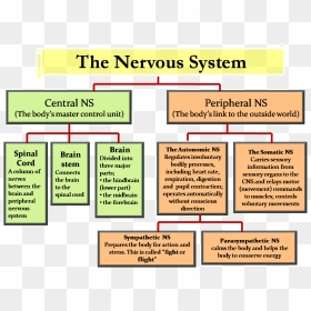 Central Nervous System & Peripheral Nervous System - Psychology Human Nervous System, HD Png Download - nervous png