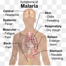 Symptoms Of Malaria - Parts Of The Body Affected By Malaria, HD Png Download - hurt png