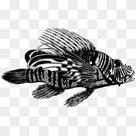 Lionfish - Pez Leon Blanco Y Negro, HD Png Download - lionfish png
