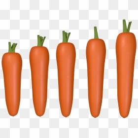 Rábano Zanahoria C4d Png Y Psd - Carrot, Transparent Png - zanahoria png
