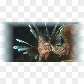 Lionfish , Png Download - Lionfish, Transparent Png - lionfish png