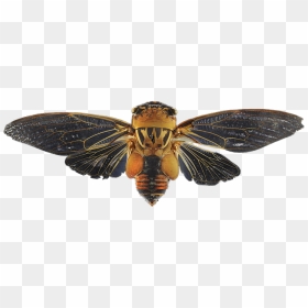 Double Drummer Cicada Transparent - Cicada Transparent, HD Png Download - drummer png