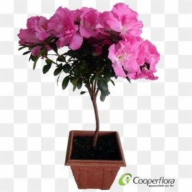Azaléiapng, Transparent Png - azalea png