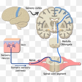An Image Showing The Sensory Pathway Of The Somatic - Pathway Of Somatic Motor Neurons, HD Png Download - nervous png