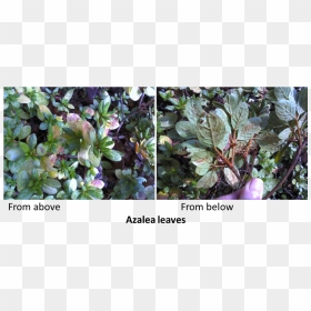 Azalea Png , Png Download - Browallia Speciosa, Transparent Png - azalea png
