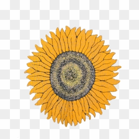 Flowers, Sunflower, And Yellow Image - Traxxas 3956r, HD Png Download - sunflower png tumblr