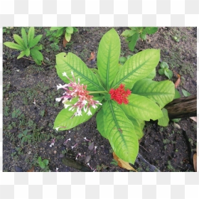 Snakeroot Benefits, HD Png Download - serpentina png