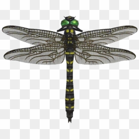 Banded Dragonfly Nh - Banded Dragonfly Animal Crossing New Horizons, HD Png Download - dragon fly png